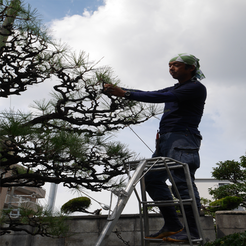 庭木のお手入れ（剪定）