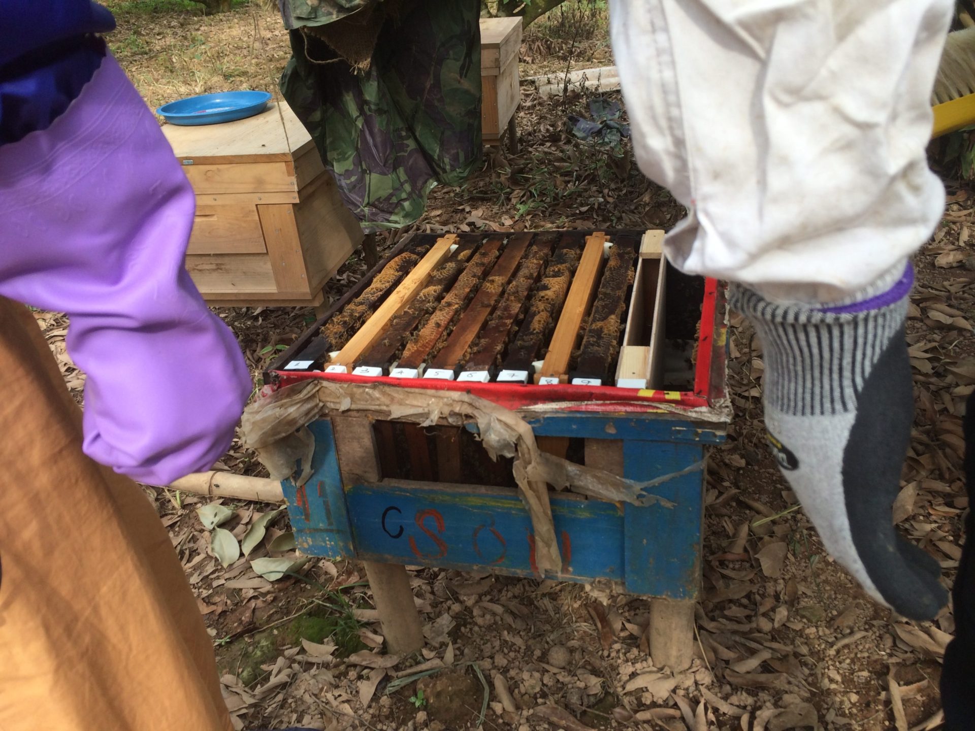 養蜂の様々な技術を伝えました