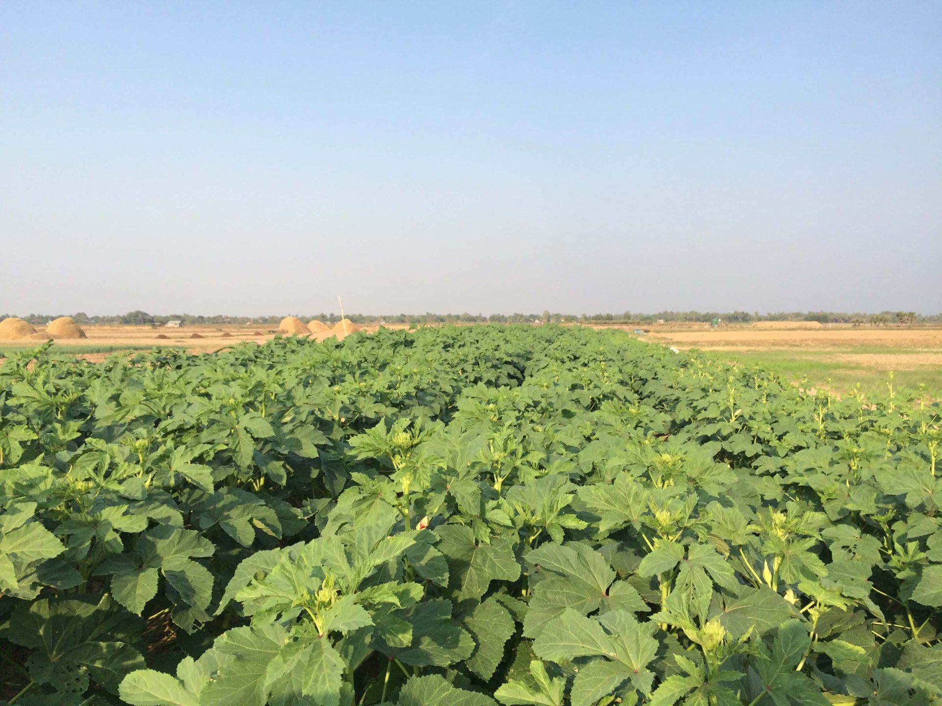 カンボジアの朝市で野菜を販売しました