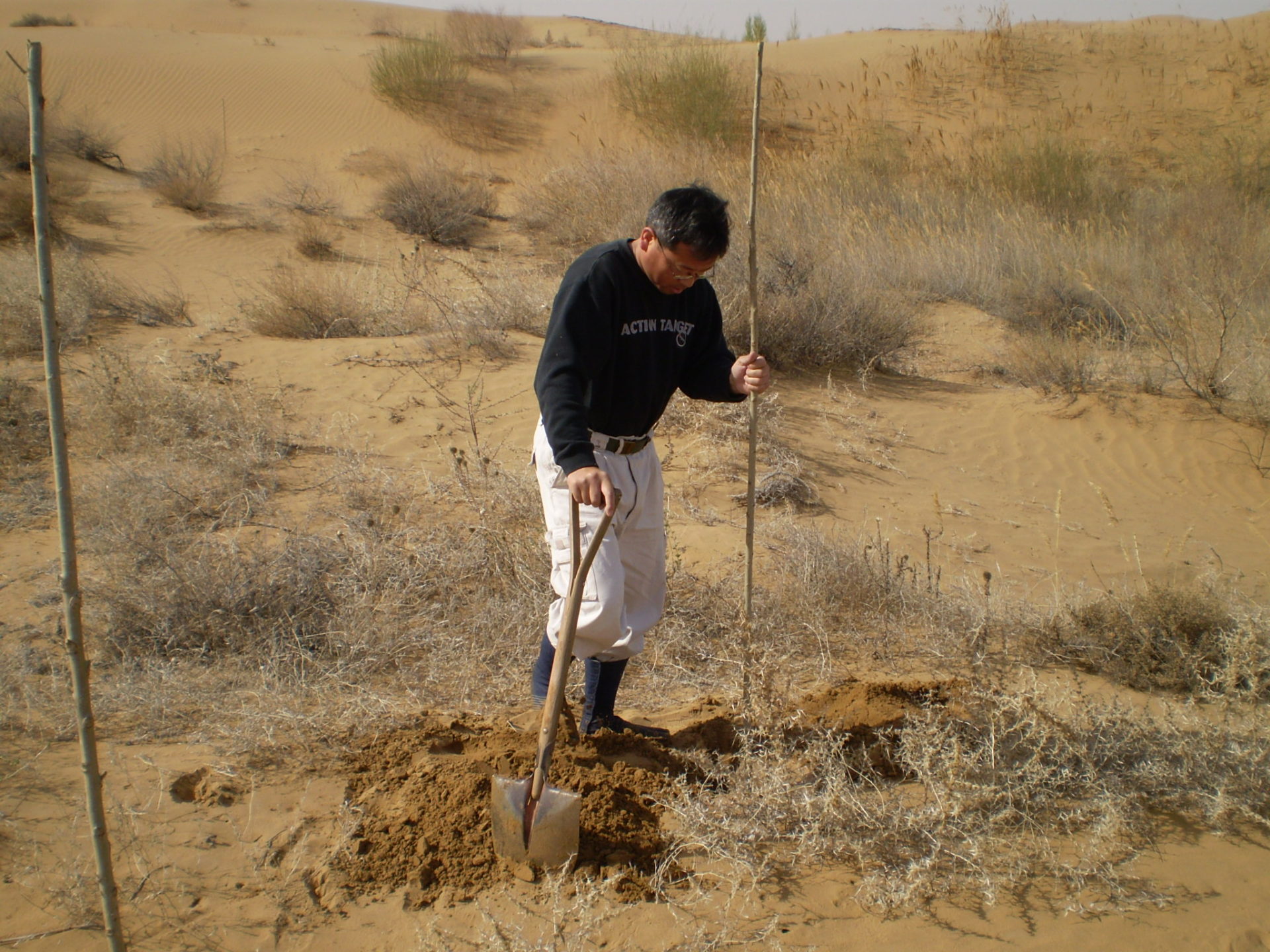 砂漠にポプラを植樹しました！