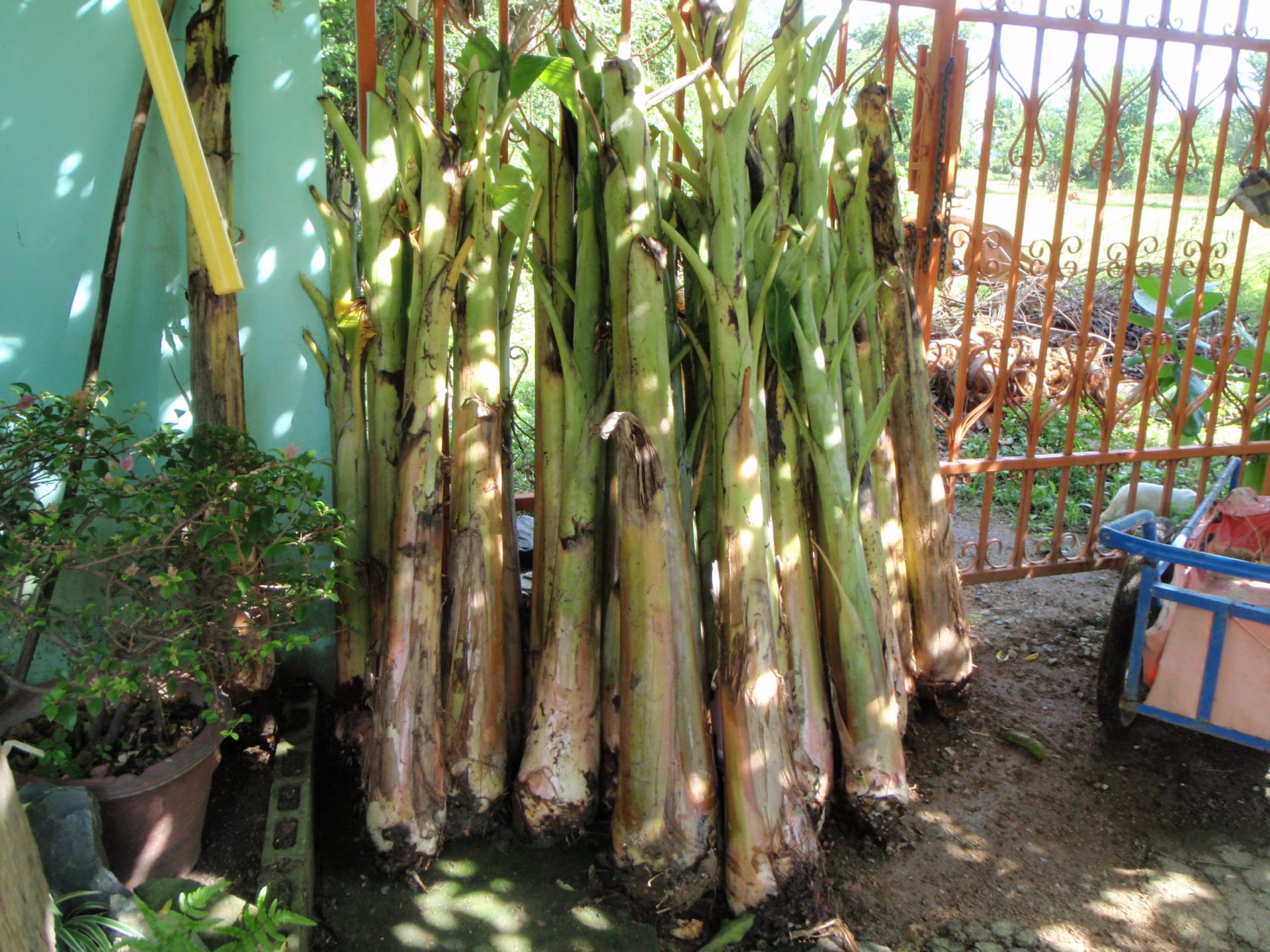 バナナの苗木を植えました