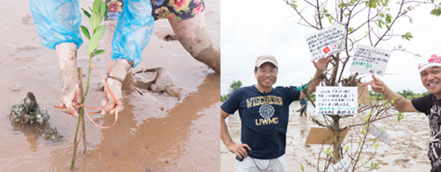 マングローブ林を植樹