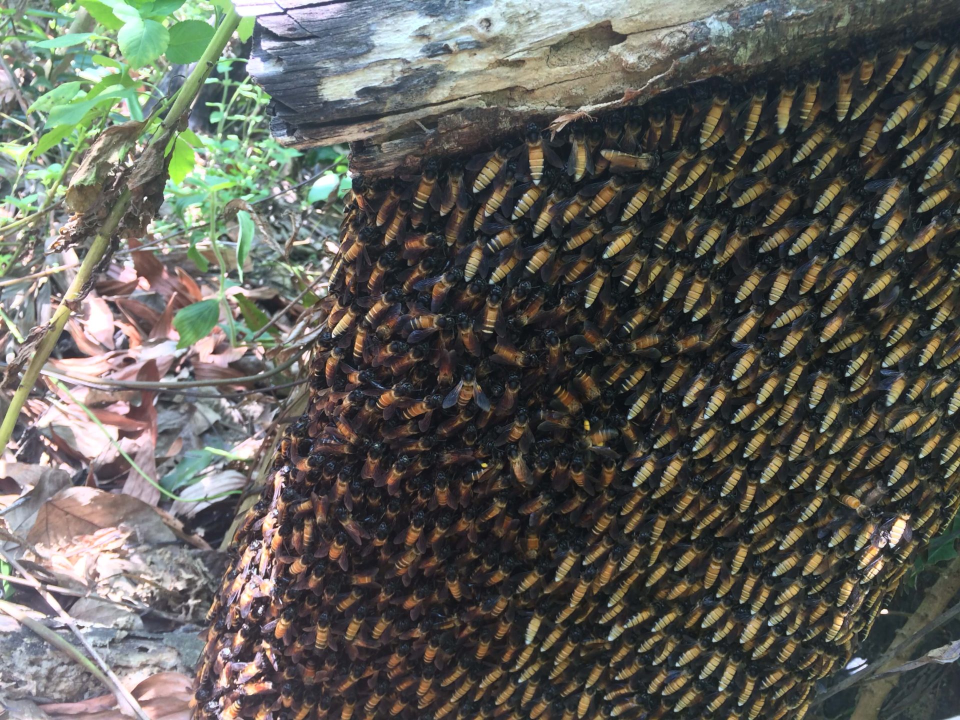 現地の蜂の視察と養蜂について伝えました
